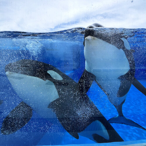 深海生物には会える？ついにオープンの神戸須磨シーワールドに潜入 | フカメディア